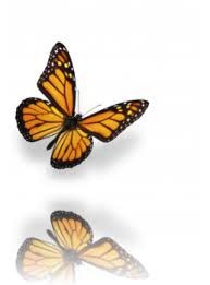 wingwave-Schmetterlinge
